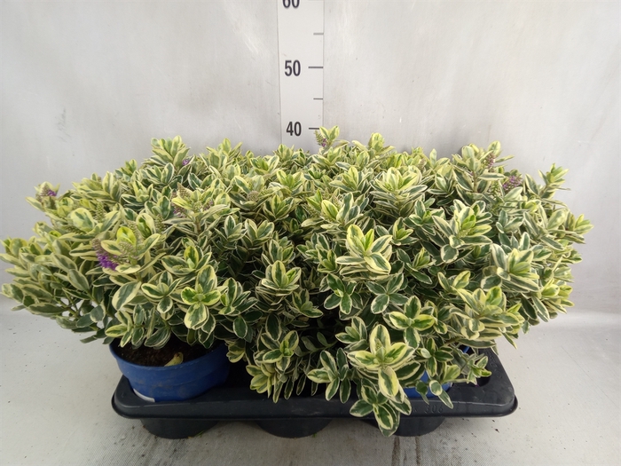 <h4>Hebe andersonii 'Variegata'</h4>