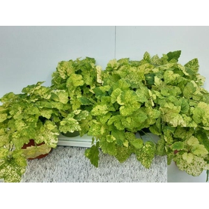 TOLMIEA M VARIEGATA