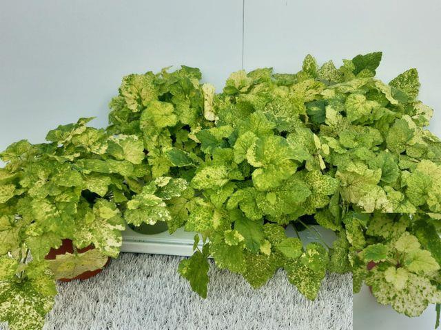 TOLMIEA M VARIEGATA