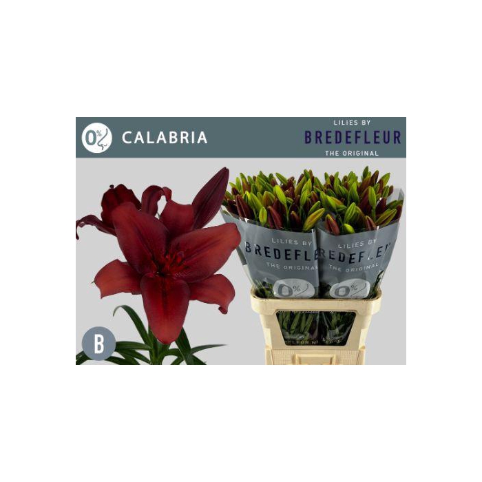 <h4>Li La Calabria</h4>