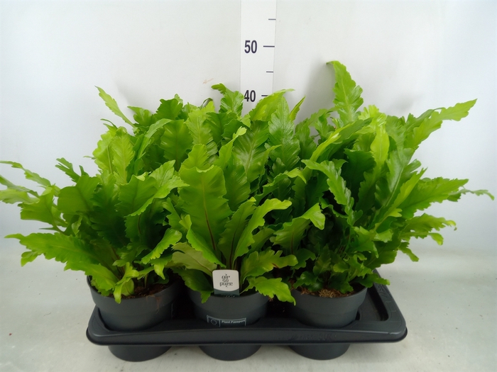 <h4>Asplenium nidus 'Campio'</h4>