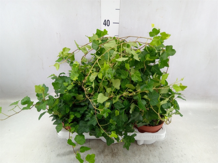 <h4>Hedera helix 'Wonder'</h4>