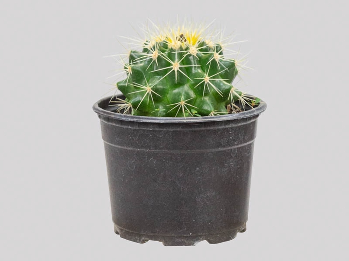 <h4>CACTUS ECHINOCACTUS GRUSONII P11</h4>