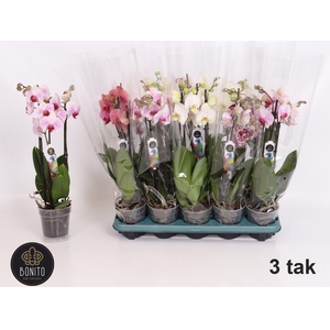 PHAL GEM 5 KL