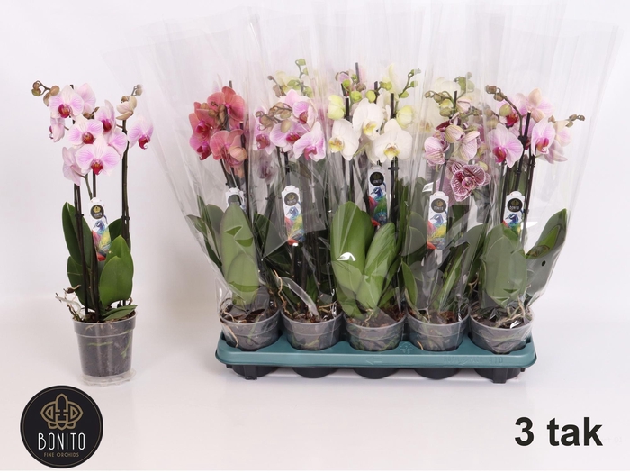 <h4>PHAL GEM 5 KL</h4>