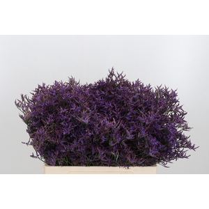 Lim Safora Dark Blue