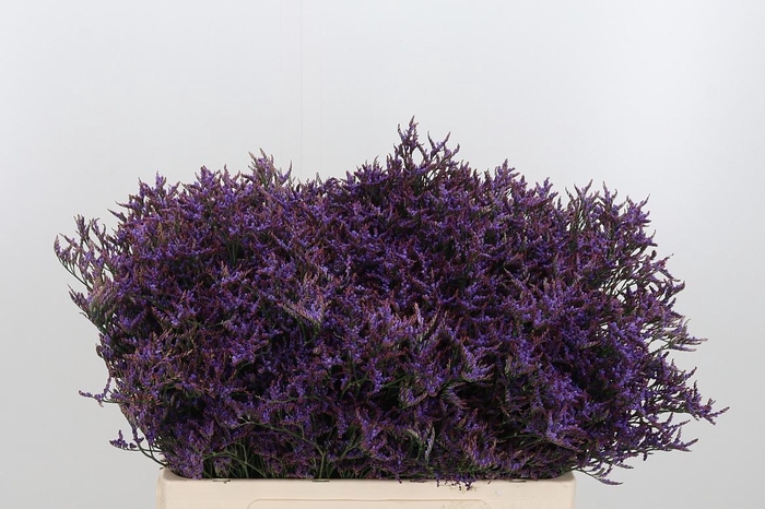 <h4>Lim Safora Dark Blue</h4>