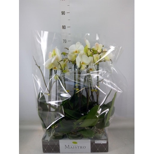 Phalaenopsis   ...white