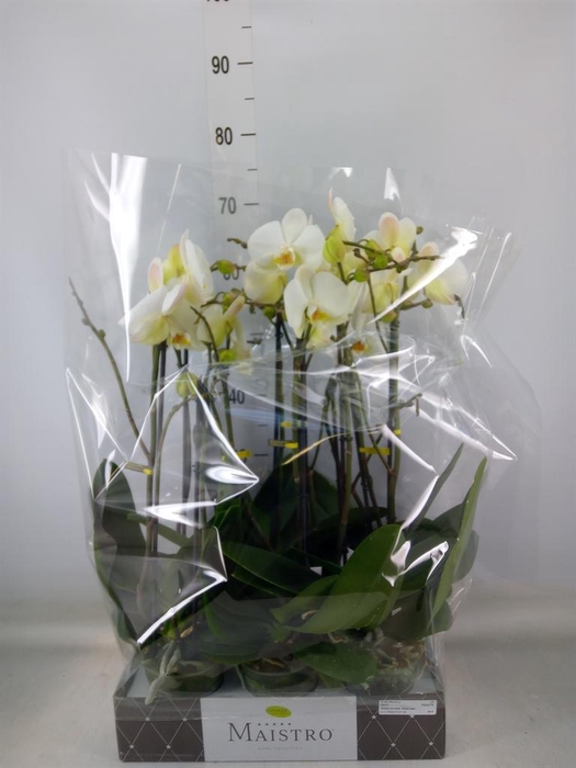<h4>Phalaenopsis   ...white</h4>