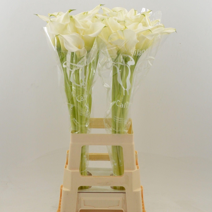 <h4>Calla Ventura</h4>