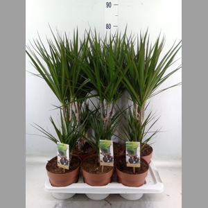Dracaena marg.