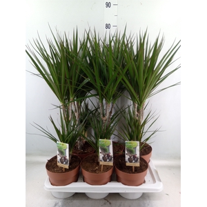 Dracaena marg.