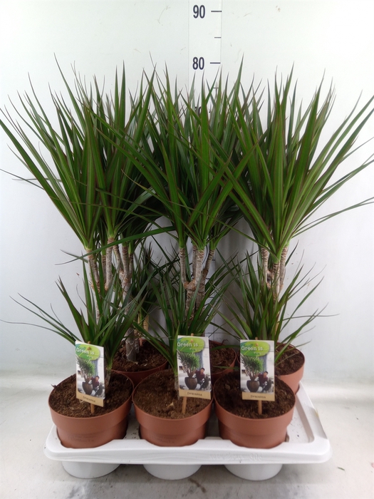 <h4>Dracaena marg.</h4>