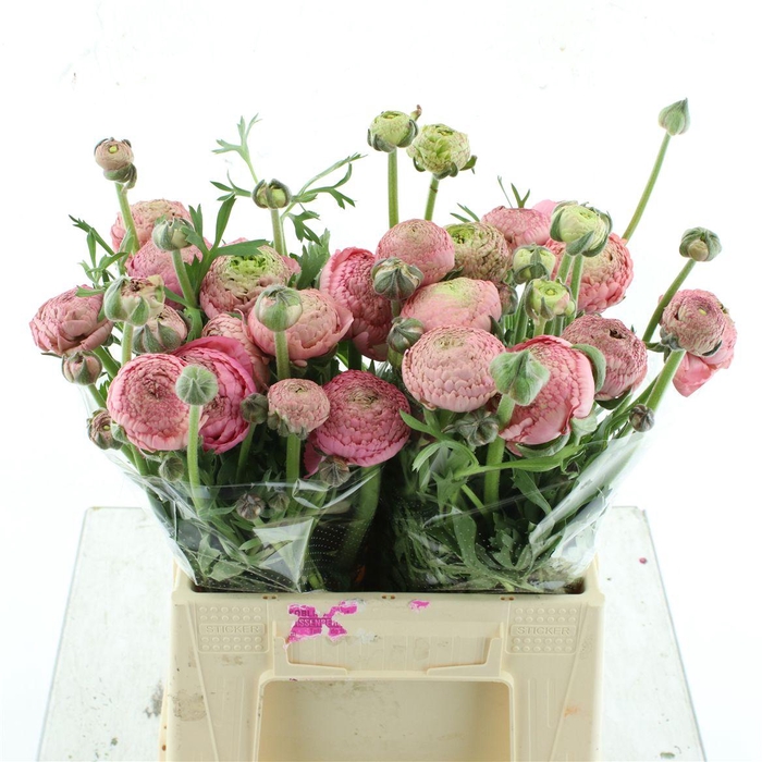 <h4>Ran Aazur Antiq Rose N L</h4>