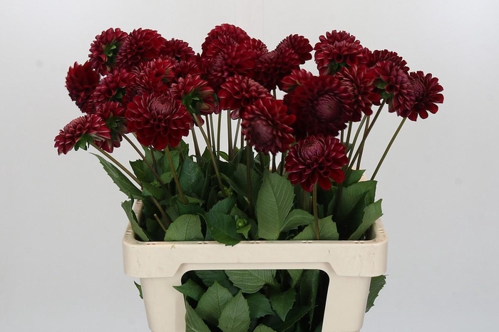<h4>Dahlia Cornel</h4>