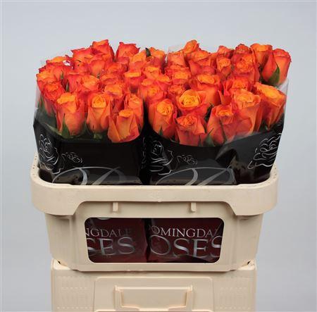 <h4>R Gr Confidential</h4>