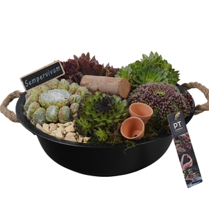 PTS7318 Arrangement Sempervivum in metalen schaal