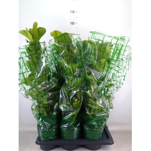 Ficus lyrata 'Bambino'