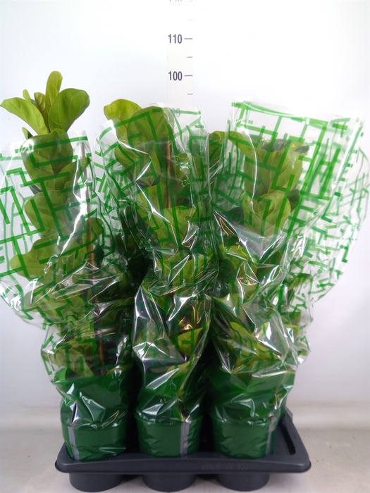 <h4>Ficus lyrata 'Bambino'</h4>