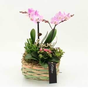 Arr.  Phalaenopsis  H%