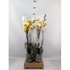 Phalaenopsis   ...yellow