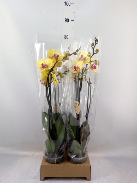 <h4>Phalaenopsis   ...yellow</h4>
