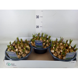 Muscari  'Big Smile'