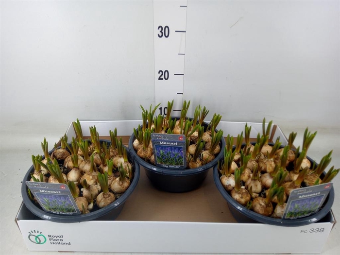 <h4>Muscari  'Big Smile'</h4>