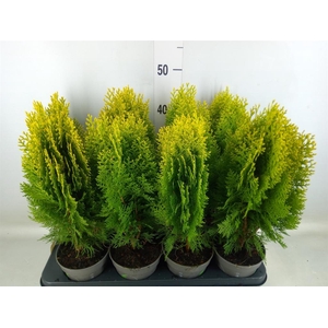 Platycladus orient. 'Aurea Nana'