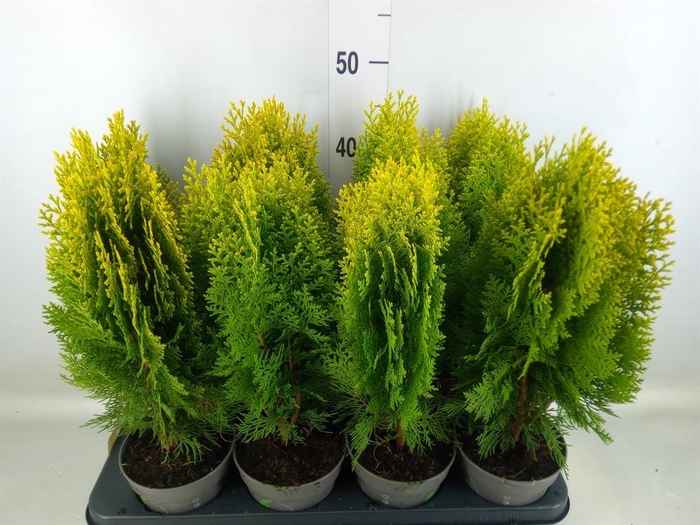 <h4>Platycladus orient. 'Aurea Nana'</h4>