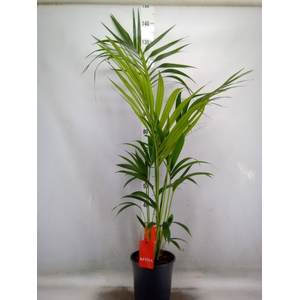 Howea forsteriana