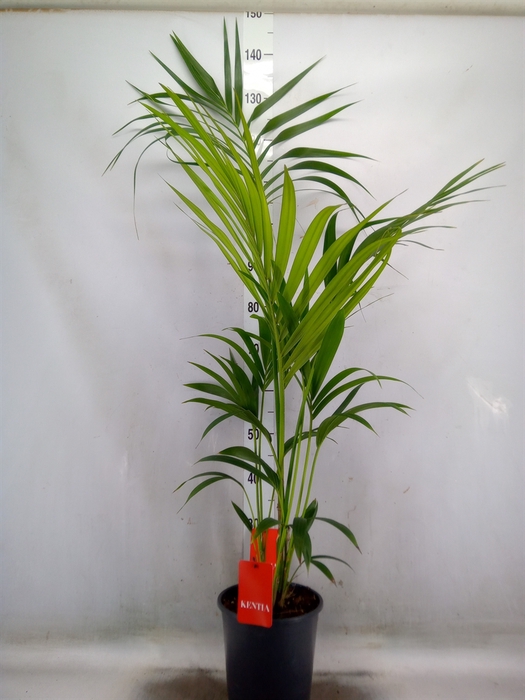 <h4>Howea forsteriana</h4>