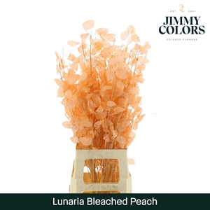 Lunaria gebleekt Peach