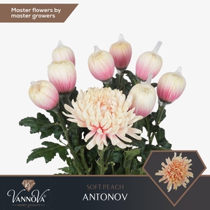 Chr G Antonov Soft Peach