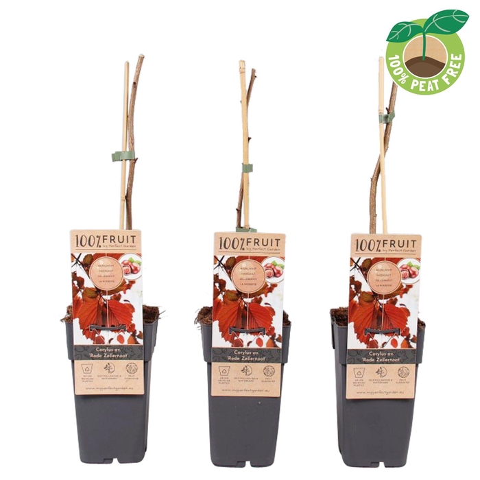 <h4>Corylus Av Rode Zellernoot</h4>