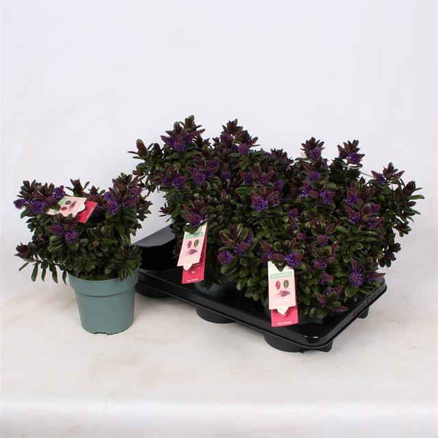 HEBE VINOA PURPLE