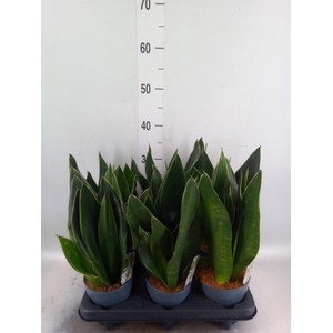Sansevieria trifa. ...