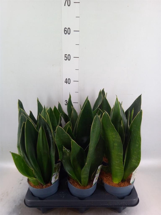 <h4>Sansevieria trifa. ...</h4>