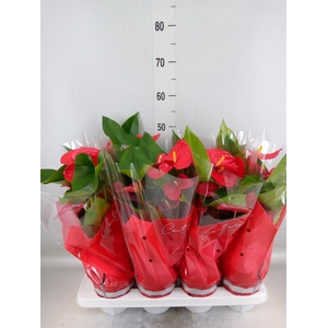 Anthurium andr. 'Casparo'