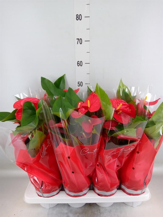 <h4>Anthurium andr. 'Casparo'</h4>