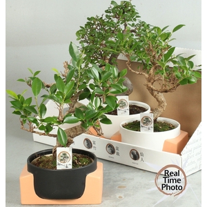 BONSAI GEM