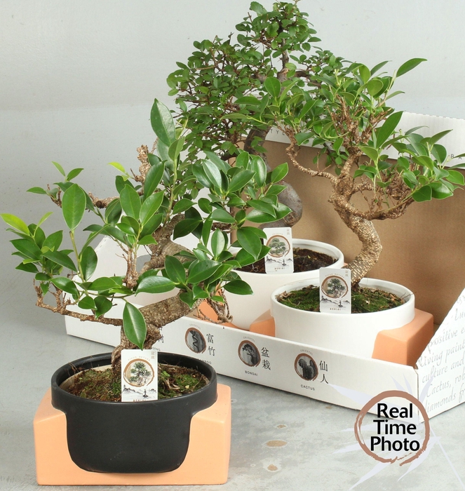 <h4>BONSAI GEM</h4>