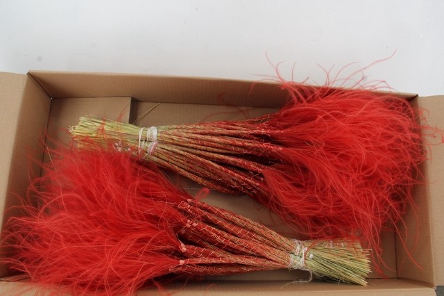 <h4>DF Stypha 60 cm Bs Red</h4>