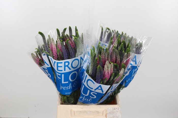 <h4>Veron Smart Col Gem</h4>