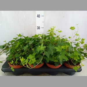 Hedera helix 'Pittsburgh'