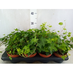 Hedera helix 'Pittsburgh'