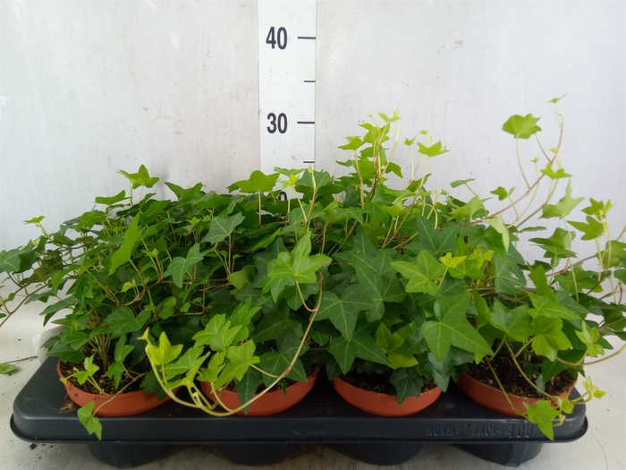 <h4>Hedera helix 'Pittsburgh'</h4>
