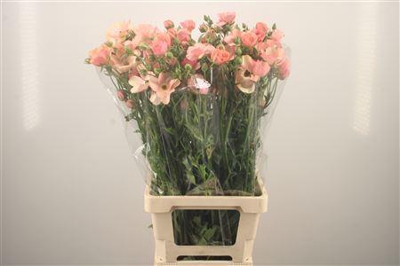 Ran N Moderna Carezza