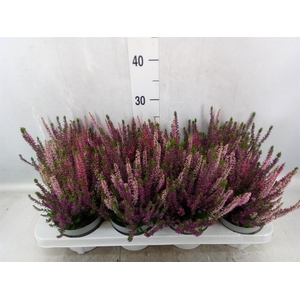 Calluna vulg. 'Beauty L WB Wonder'