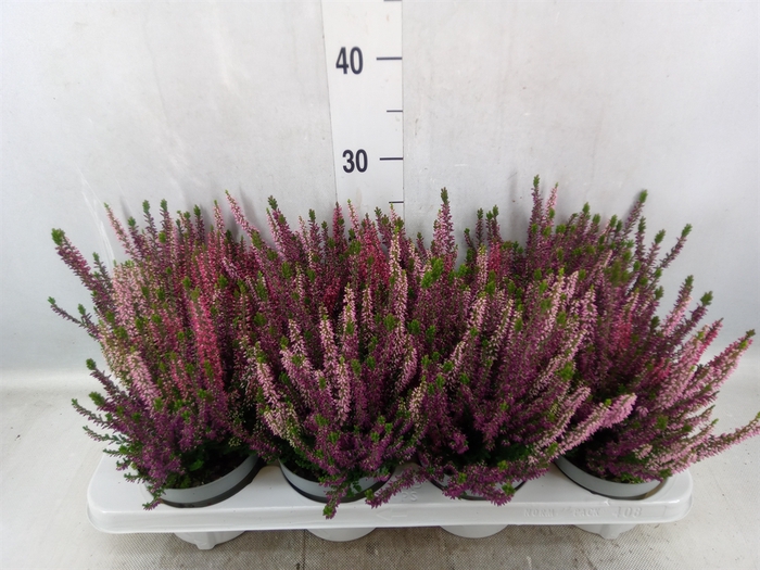 Calluna vulg. 'Beauty L WB Wonder'